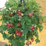 HANGING CHILLI & STRAWBERRY PLANTER - Garden Express