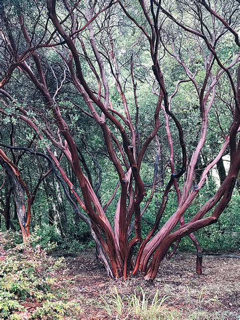 Manzanita - Trees Foundation