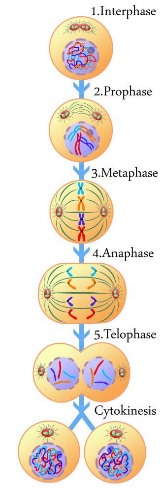 What Is Mitosis? (with pictures)