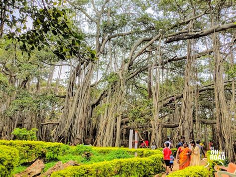 Dodda Alada Mara: Bangalore’s 400 year old Banyan Wonder - Be On The Road | Live your Travel Dream!