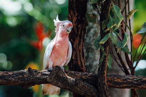 Cockatoo Species and Breed Information | UK Pets