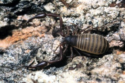 Pseudoscorpions | UMN Extension