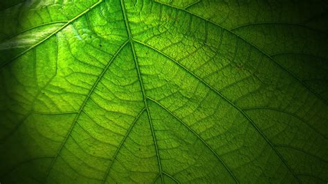 Green And White Leaf Wallpaper Green Leaf Wallpapers Wallpaper Leaves - Wallpaper Android