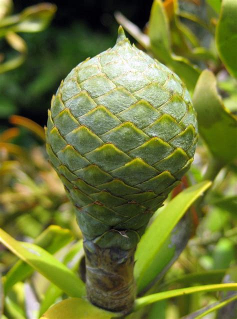 Agathis australis | Kauri tree, Growing tree, Unique plants