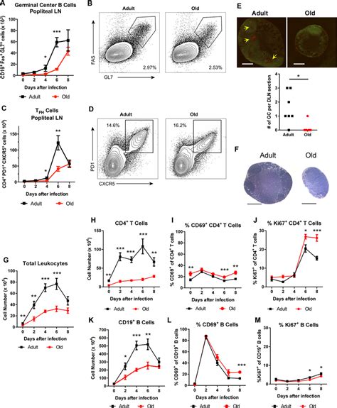 Delayed germinal center formation and decreased accumulation of CD4+ T... | Download Scientific ...