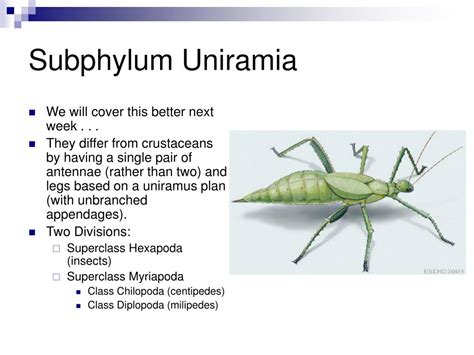 PPT - Phylum Arthropoda PowerPoint Presentation - ID:21284