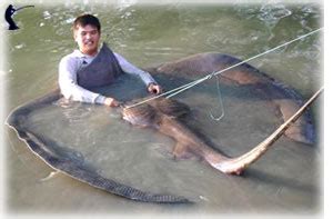 Giant freshwater stingray (Himantura chaophraya) - Fishing Thailand