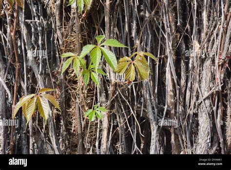 Climbing Vines of Ivy with Leaves on a House Stock Photo - Alamy