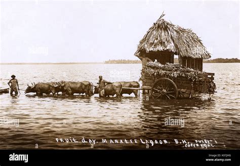 Belize - Manatee Lagoon - Fruit Day Stock Photo - Alamy