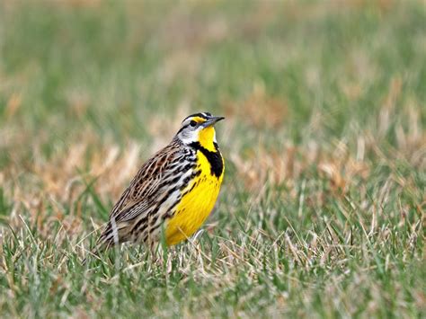 Eastern Meadowlark - FeederWatch