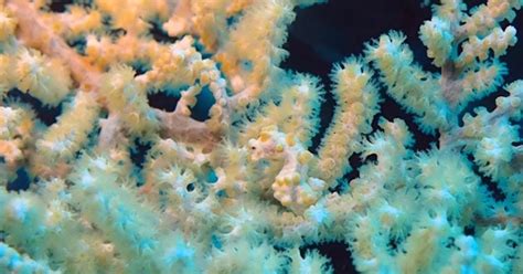 Watch: The unbelievable camouflage of the pygmy seahorse | Oceans ...