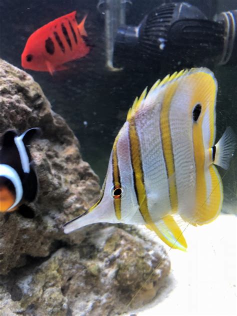 Copper Banded Butterfly Fish, Help! | Reef2Reef