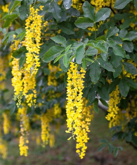 Blooming Laburnum tree stock photo. Image of branch - 183160574