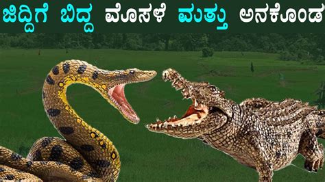 Anaconda vs Crocodile fight..! - YouTube