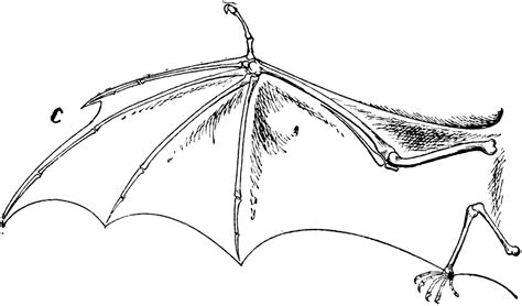 bat wing anatomy - Google Search | Bat wings, Bat anatomy, Wing anatomy