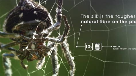 Life of a Hunter: Darwin’s Bark Spider | The Hunt | BBC America