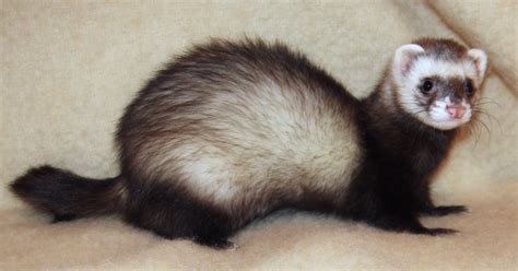 Echoes from the Geekcave: RMA: Giant Ferrets