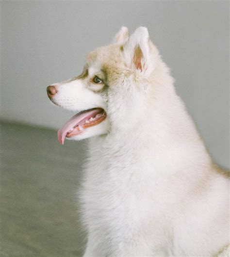 The Mini Husky - Your Ultimate Breed Information Guide | Your Dog Advisor