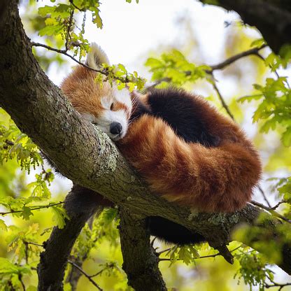 Red Panda Sleeping In A Tree Stock Photo - Download Image Now - iStock