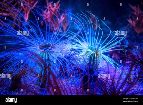 Sea anemone on a coral reef Stock Photo - Alamy