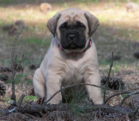 Old English Mastiff Puppy | English mastiff puppies, Mastiff puppies ...