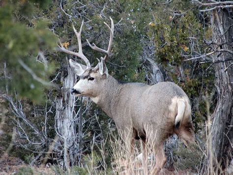 New Mexico Wildlife Crimes Net $74,000 in Restitution - Sporting Classics Daily