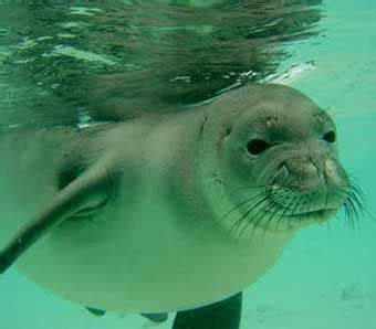 Mediterranean monk seal