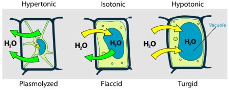 Plasmolysis Definition, Purposes & Examples - Lesson | Study.com