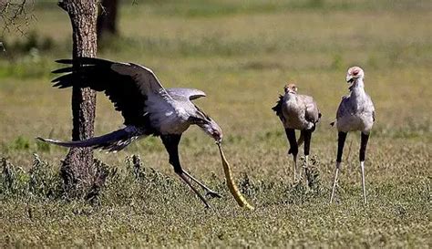 Secretary Bird Facts | Anatomy, Diet, Habitat, Behavior - Animals Time