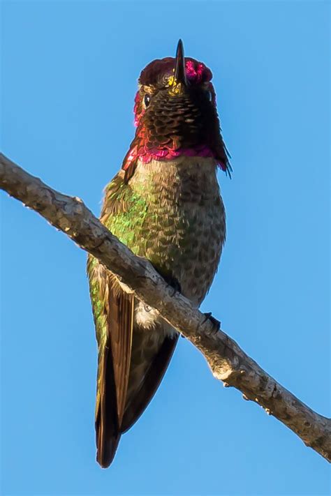 Red Faced Hummingbird | Hummingbird, Owl bird, Birds