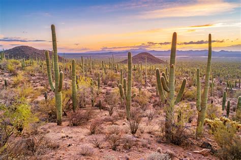 Climate Crisis Could Threaten More Than Half of Cactus Species With Extinction - EcoWatch