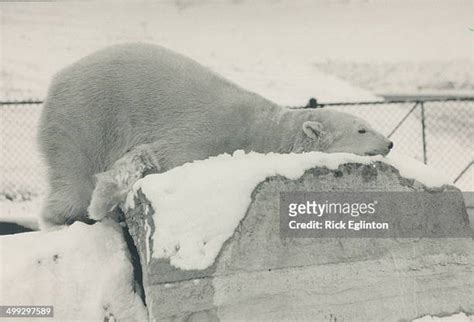 Polar Bear Hibernate Photos and Premium High Res Pictures - Getty Images