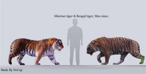 Tiger Human Size Comparison