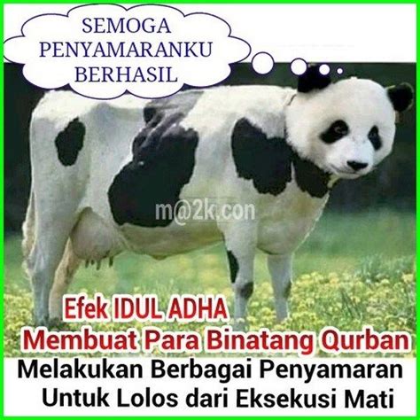 Gambar Sapi Lucu, Cocok di Share Saat Idul Kurban | Lucu, Hewan