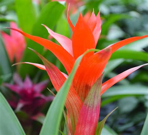 Bromeliad Guzmania | Calloway's Nursery