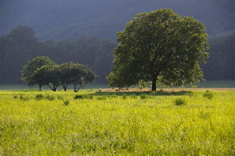 How to plant a walnut tree: when and how to do it - Global Gardening ...