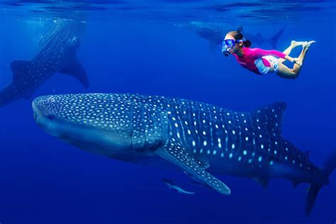 Swim with Whale Sharks in Cancún | Vistana™ Signature Experiences