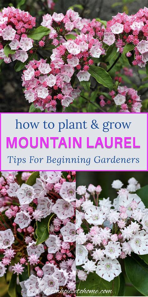 Mountain Laurel Care: How To Plant & Grow Kalmia latifolia - Gardening @ From House To Home