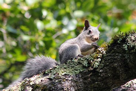 Western gray squirrels, the forest thumpers