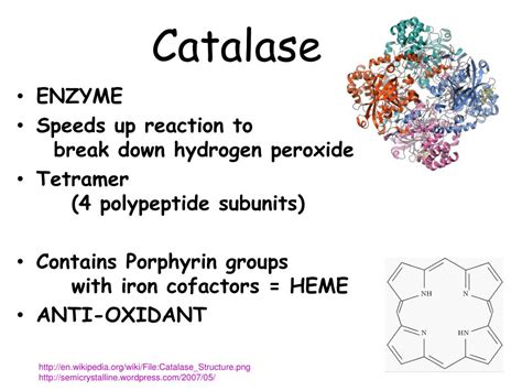 PPT - LAB 2 Enzyme Catalysis PowerPoint Presentation, free download ...