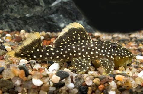 GOLD NUGGET PLECO L018 - med/Large - Bluegrassaquatics.com