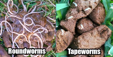 Roundworms in Dog Poop? Pictures of These Long White Worms