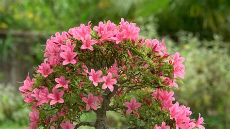 Azalea Bonsai Tree: Varieties, How to Propagate, and More