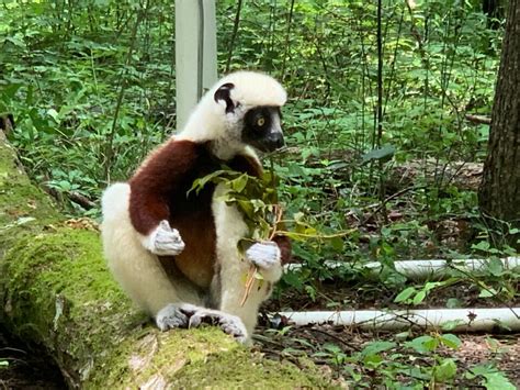 Visiting the Duke Lemur Center in Durham, North Carolina: A First ...