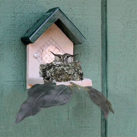 15+ Hummingbird Bird House Plans