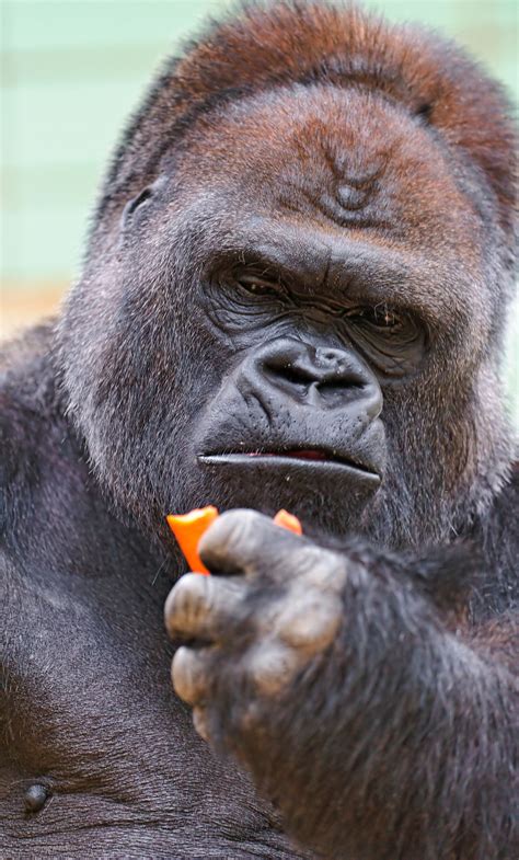 Powerful Gorilla Enjoying a Carrot