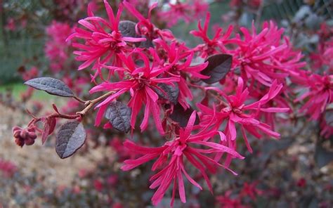 Purple Diamond Loropetalum - 2.5 Quart - Shrub - Shrubs for Spring Color