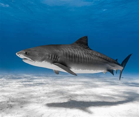 Fact File: Tiger shark (Galeocerdo cuvier)- Australian Geographic