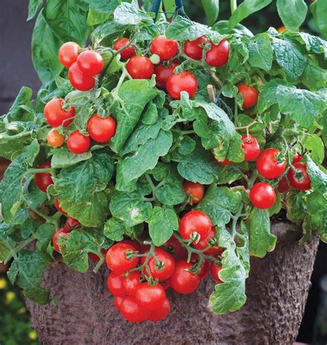 Red Robin | Heirloom tomato plants, Tomato seeds, Garden seeds