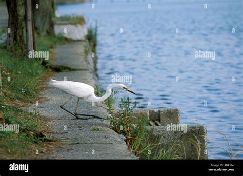 On the Hunt Stock Photo - Alamy